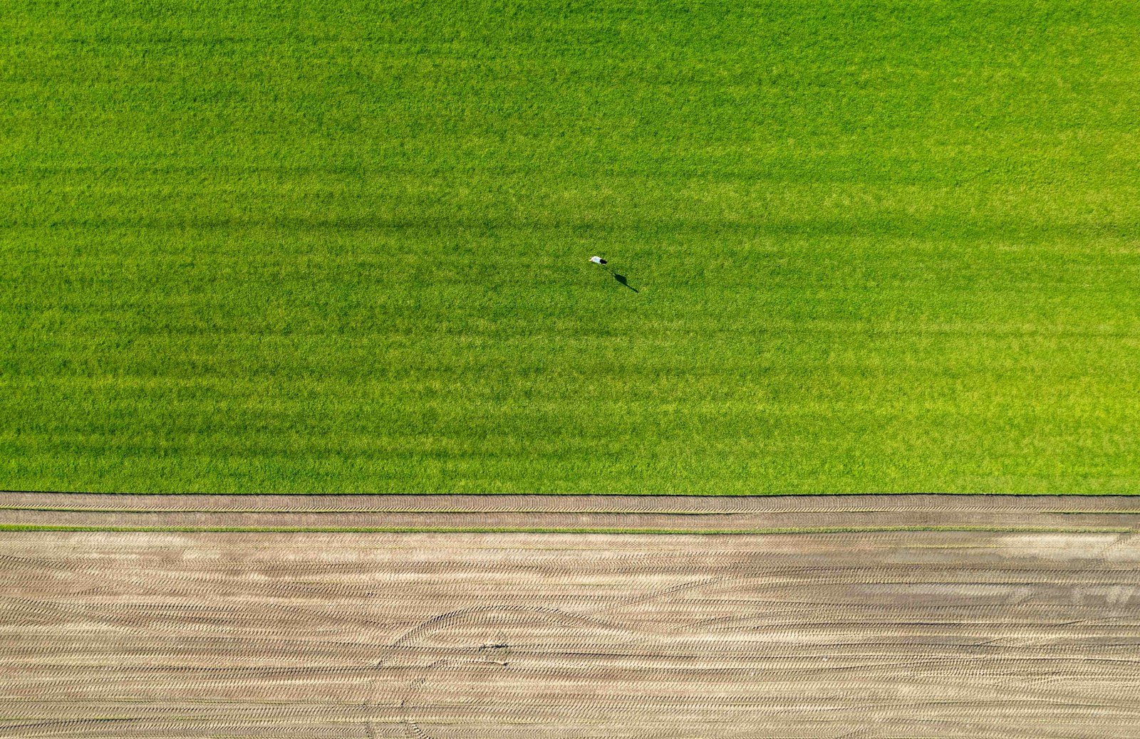 Aerial view of agricultural fields showing distinct sections of green and brown soil. The fields are divided into symmetrical patterns with clear lines indicating different stages of cultivation. A small structure, possibly a shed or equipment storage, is visible on one of the brown sections. The image highlights the organized and methodical approach to farming from a top-down perspective.