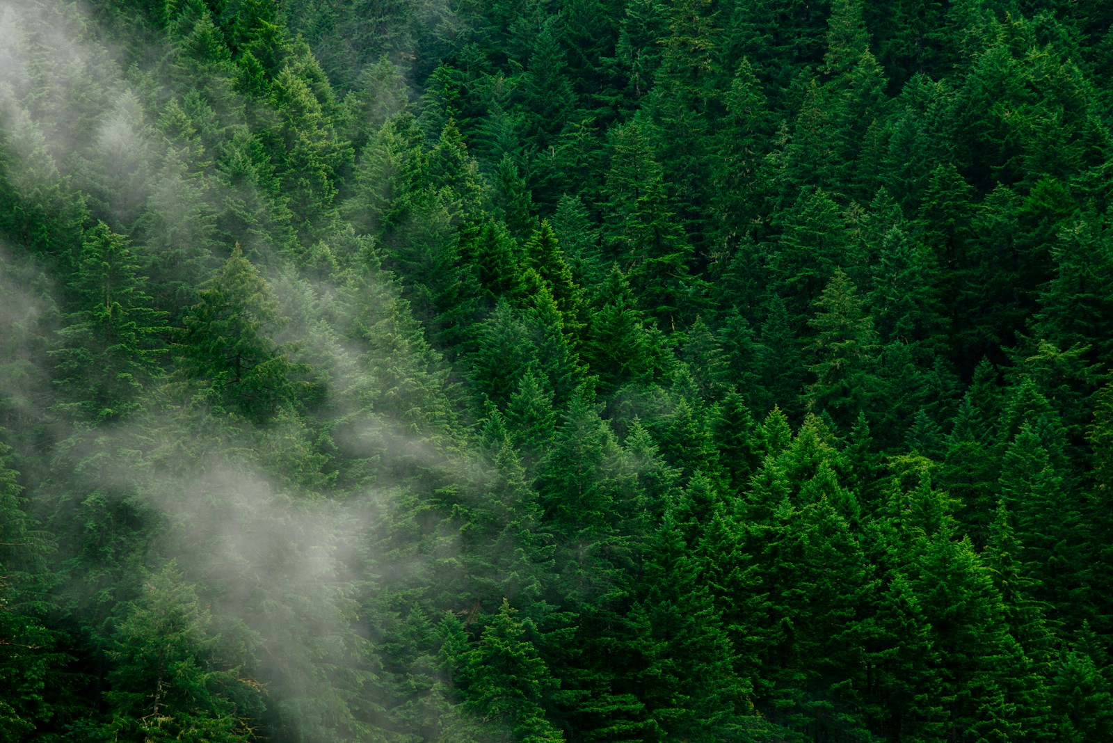 Lush green pine forest