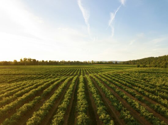 This shot makes me thirsty! I love how this shot turned out. I was about 10 meters above the ground with my Mavic Pro. This is a small winery in the mid-Willamette Valley outside Salem, Oregon. This is one of the biggest wine-producing areas in the country and it makes for some wonderful evening drone flights.