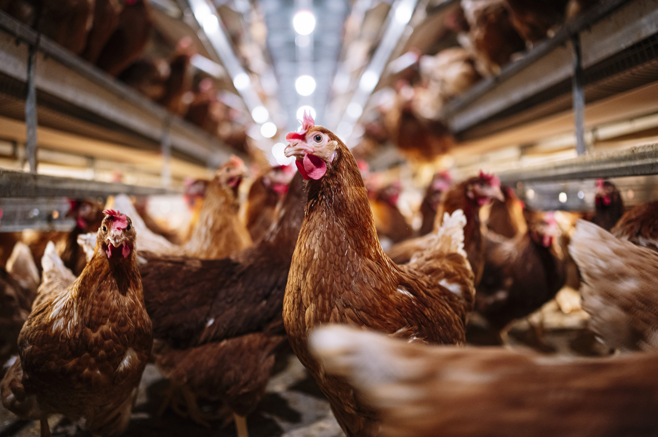 Fowl Play: Federal Circuit Rules "About" Too Vague to Fly