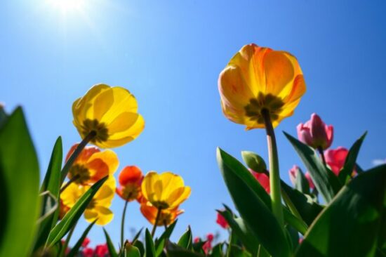 flowers