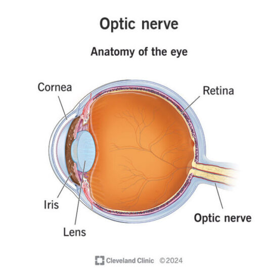 https-www-newyorkinjurycasesblog-com-files-2026-05-optic-nerve-revised-640x633-jpg