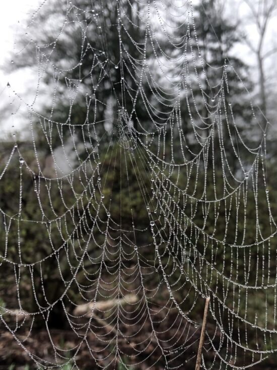 https-ripslawlibrarian-wordpress-com-wp-content-uploads-2026-05-spider-web-2-2-jpgw767