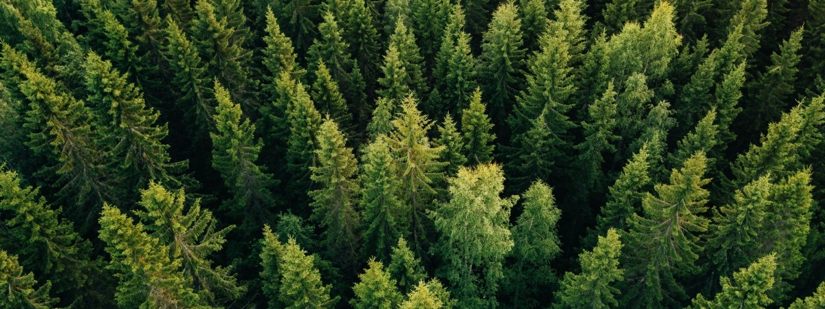 summer green trees in forest-Shutterstock_1024452661