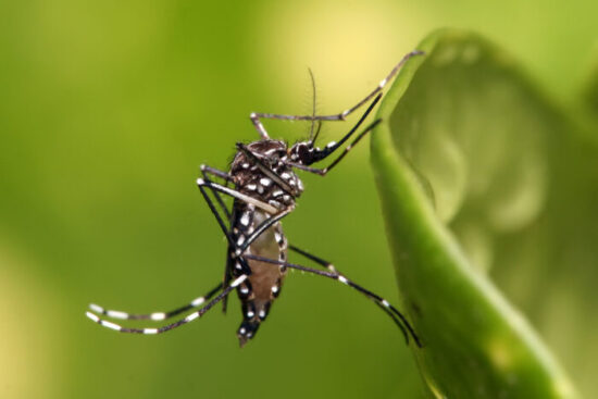 https-www-wormsandgermsblog-com-files-2026-06-aedes_aegypti-700x467-jpg