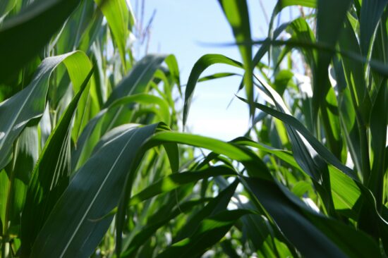 Corn growing in the field. I was attracted by the shape of the fresh leaf growth and the silhouette against the sky.