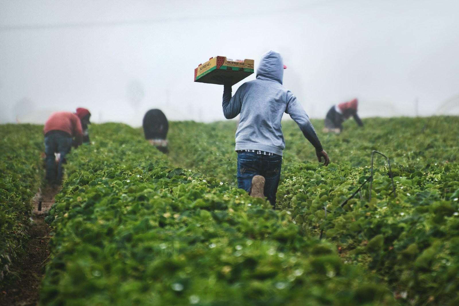 Fast Strawberries | When strawberries are harvested, the pickers are paid by the box, so they run with their filled boxes to ensure they can pick as many as possible and earn enough money during harvest season. Be thankful for those who get food to our tables.