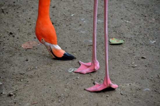 https-www-curacao-law-com-wp-content-uploads-2024-02-flamingo-buigend-curacao-27jan24-1024x678-jpg