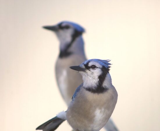 https-i0-wp-com-www-thetmca-com-files-2026-06-blue_bird-jpgresize720%2c586ssl1