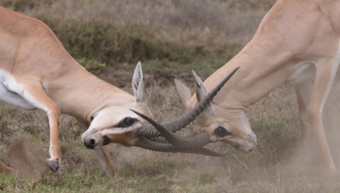 https-bresslerriskblog-com-wp_bresslerriskblog-wp-content-uploads-2019-04-2019_conflict-jpg