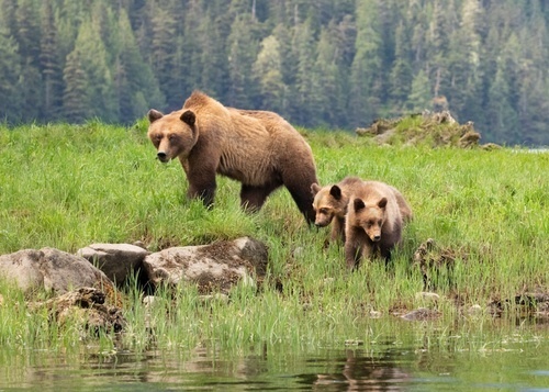https-www-endangeredspecieslawandpolicy-com-assets-images-t1784922696-835-jpeg