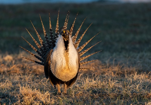 https-www-endangeredspecieslawandpolicy-com-assets-images-t1783708943-961-jpeg