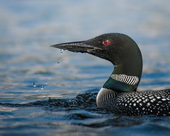 Common loon

Please tag @hyneseyes on Instagram for credit, thank you :)