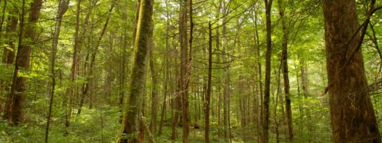 Old Growth Forest - NC