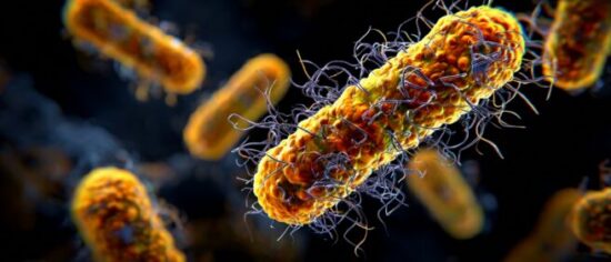 https-www-salmonellablog-com-files-2026-07-image-656x281-jpeg