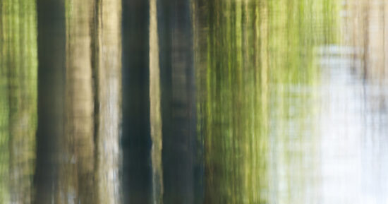 https-www-wislawnow-com-files-2026-07-trees-lake-water-blur-1200x630-1-jpg