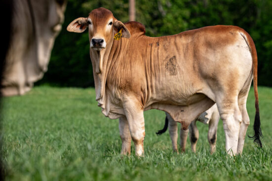 https-agrilife-org-texasaglaw-files-2026-08-20260410_overton_cattle_hh-34-1024x683-jpg