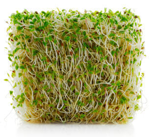https-www-foodpoisonjournal-com-files-2016-02-alfalfa-sprouts-jpg