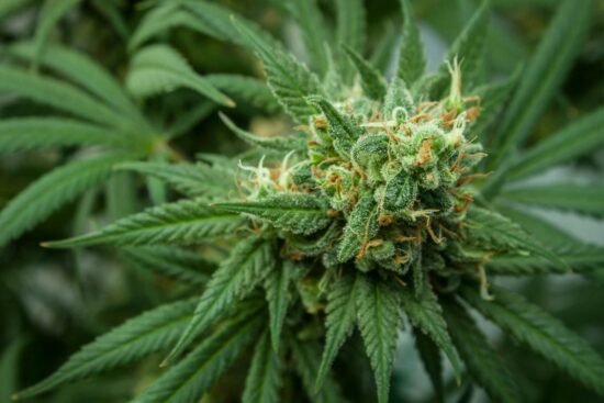 Cannabis plant