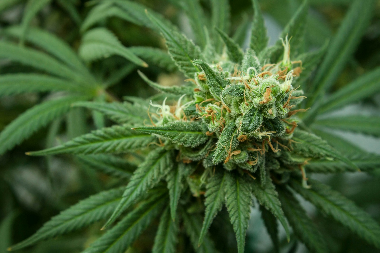 Cannabis plant