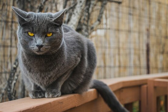 Cat glaring into the camera