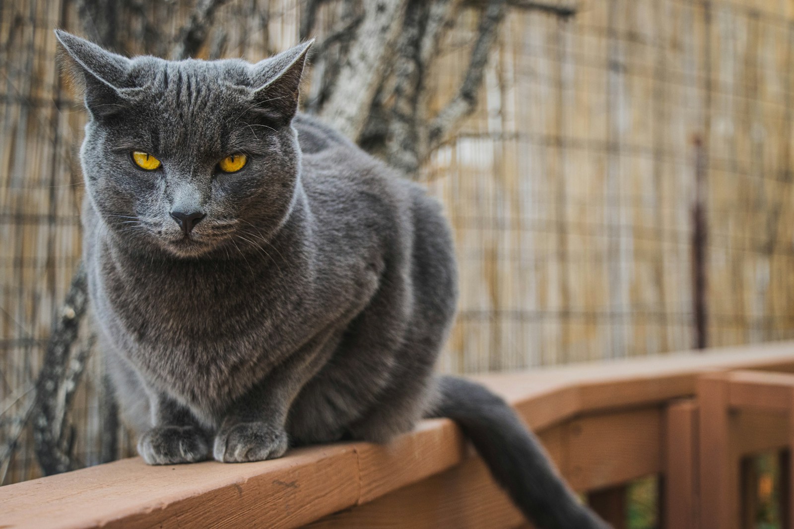 Cat glaring into the camera