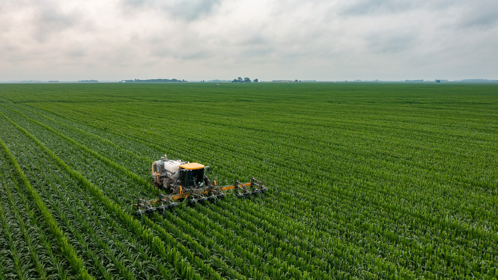 Detasseling Corn in Central Illinois