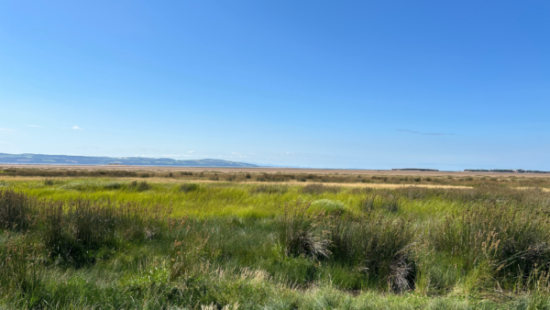 https-freemovement-org-uk-wp-content-uploads-2026-08-fm-marshland-in-uk-600x338-png