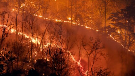 https-freemovement-org-uk-wp-content-uploads-2026-08-wild-fires-jpg