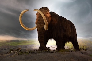 https-www-cearta-ie-wp-content-uploads-2026-08-woolly-mammoth-model-royal-victoria-museum-bc-canada-jpg