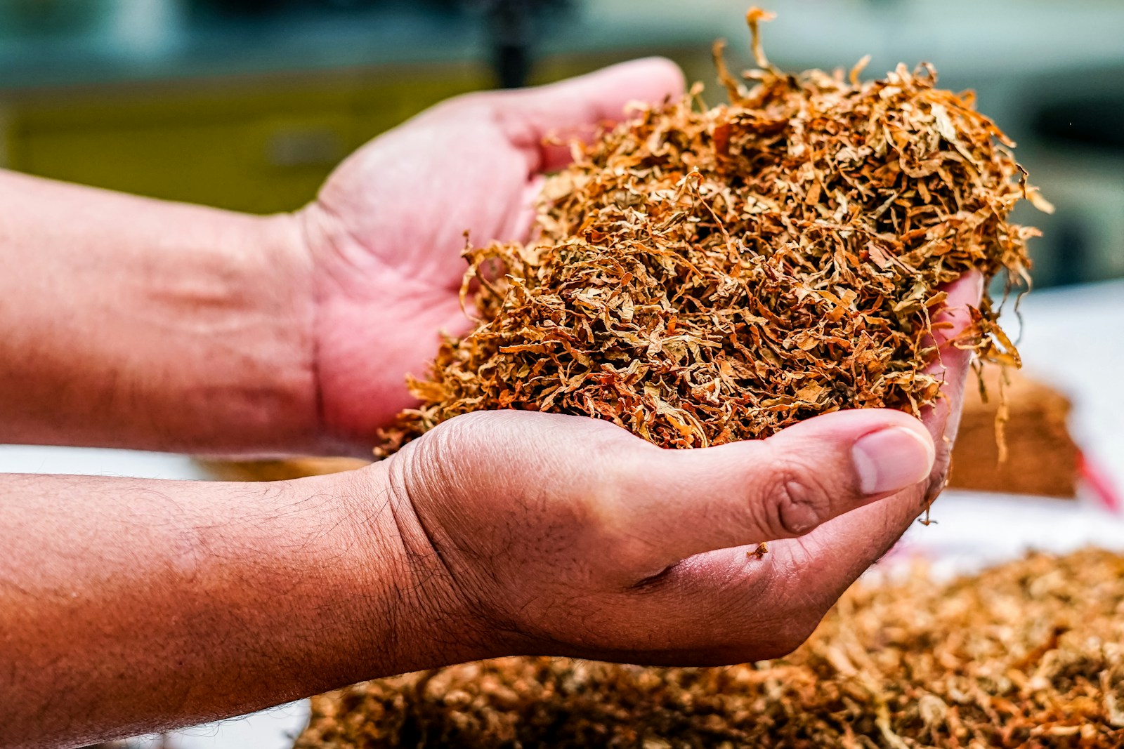 hand holding a piece of tobacco