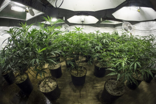 https-canadacannabislegal-com-wp-content-uploads-2026-08-i1_canadacannabislegal_com_33-1024x683-jpg