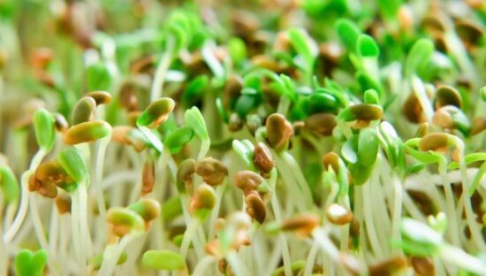 https-storage-ghost-io-c-43-4e-434e508a-5e2f-4102-a53d-00bca10bb4bf-content-images-2026-08-sprouts-alfalfa-jpg