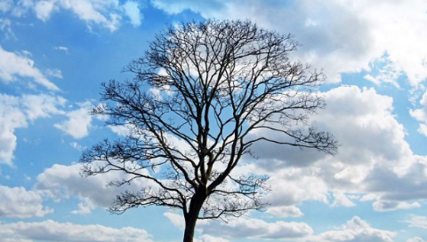 https-bresslerriskblog-com-wp_bresslerriskblog-wp-content-uploads-2020-02-2020_tree-png
