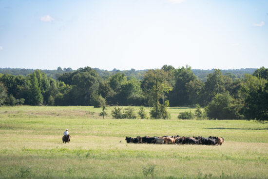 https-agrilife-org-texasaglaw-files-2026-09-20260818_thomasranch_ah-5-2-jpg