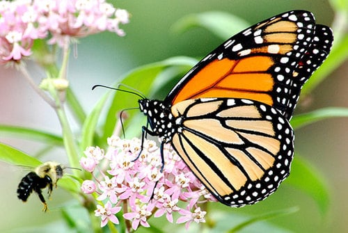 https-www-endangeredspecieslawandpolicy-com-assets-images-t1790383533-969-jpeg