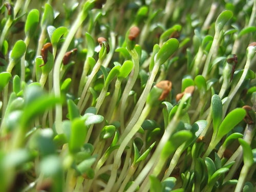 https-www-marlerblog-com-files-2016-02-alfalfa-sprouts-jpg