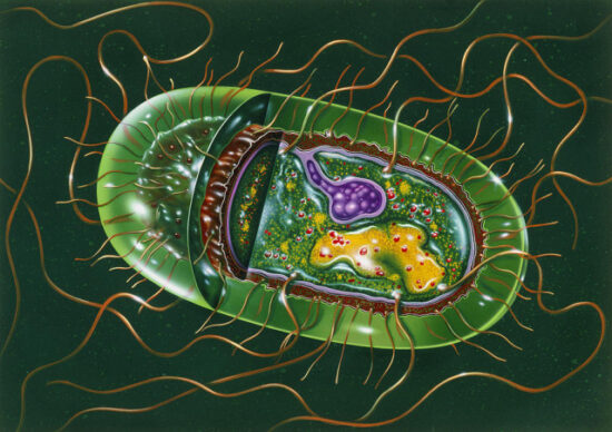 https-www-salmonellablog-com-files-2015-08-illustration-of-structure-of-salmonella-b-john-bavosi-640x451-jpg