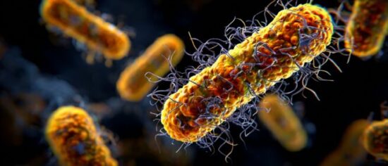 https-www-salmonellablog-com-files-2026-07-image-656x281-jpeg