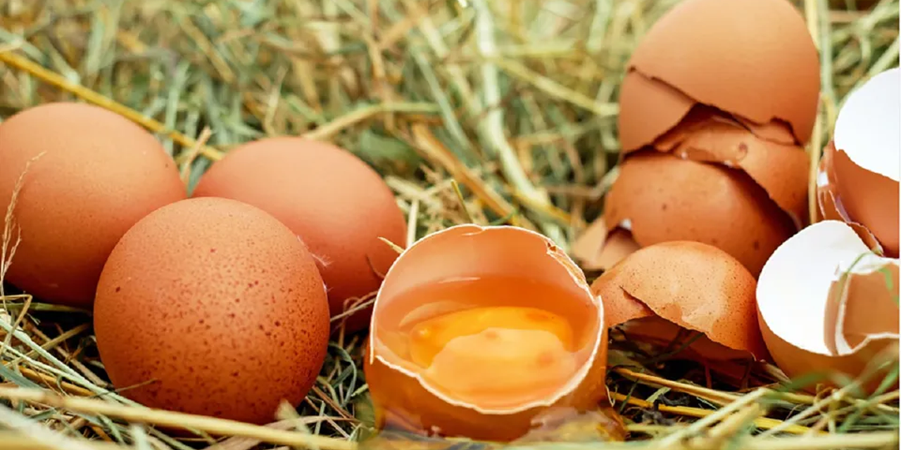 UK Salmonella outbreak appears to be easing