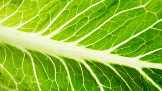 https-www-marlerblog-com-files-2023-07-romaine-lettuce_1524148914242_40146723_ver1-0_640_360_1524200509998_40189265_ver1-0-1-jpg-webp