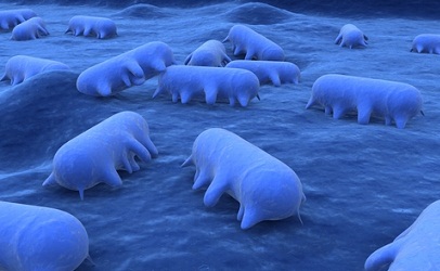 https-www-marlerblog-com-files-2014-01-salmonellablue-406-jpg
