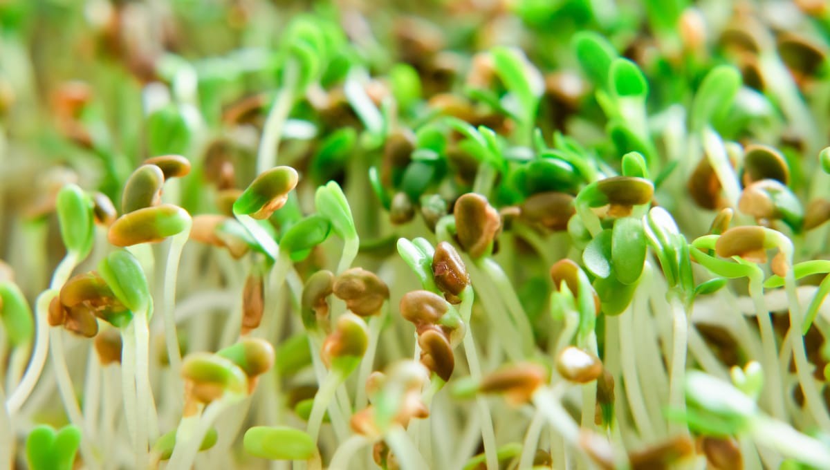 Sprout seed supplier recalled product amid outbreak