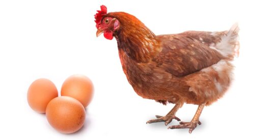 https-storage-ghost-io-c-43-4e-434e508a-5e2f-4102-a53d-00bca10bb4bf-content-images-2026-10-dreamstime_laying-hens-birds-chickens-eggs-jpg