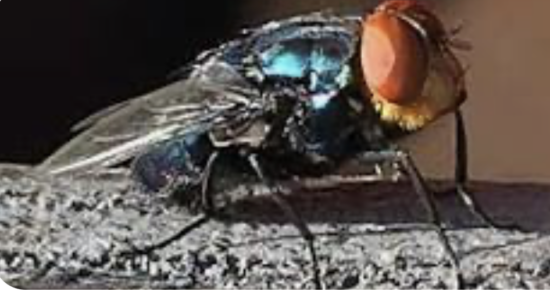 https-storage-ghost-io-c-43-4e-434e508a-5e2f-4102-a53d-00bca10bb4bf-content-images-2026-10-fly-new-world-screwworm-png