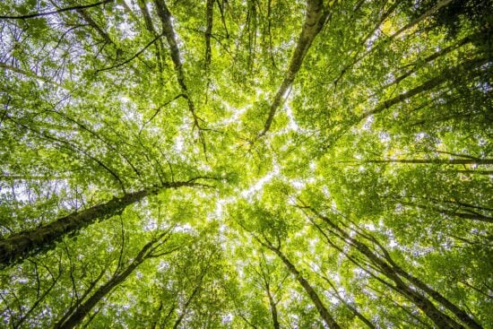 forest-trees-perspective-bright-957024