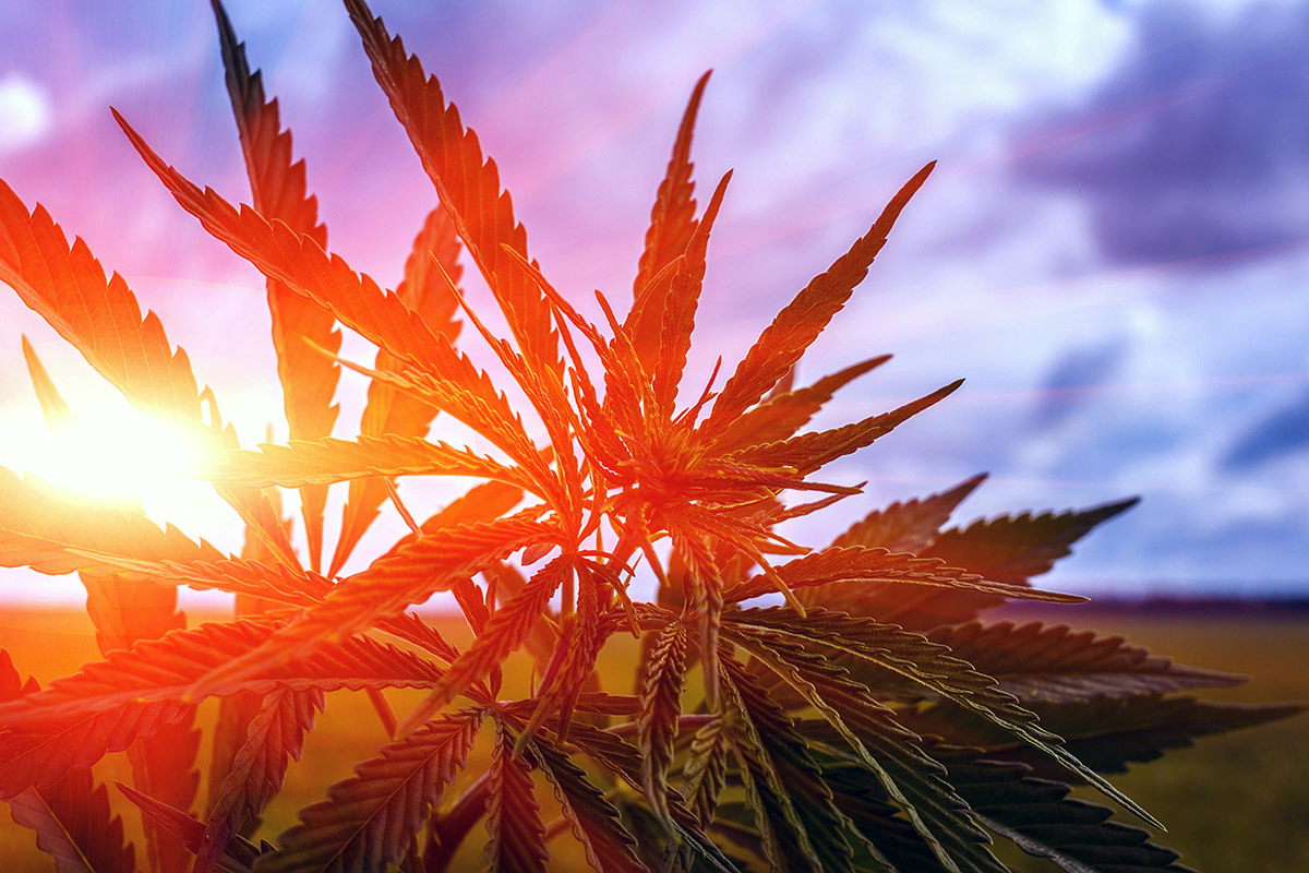 gettyimages-621235504_og_cannabis