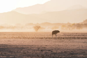 https-blogs-law-columbia-edu-climatechange-files-2026-10-one_ostrich_and_dust-300x200-jpg