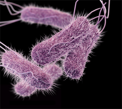 https-www-foodpoisonjournal-com-files-2019-04-p0326-salmonella-data-jpg