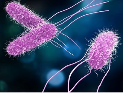 https-www-foodpoisonjournal-com-files-2021-04-salmonella-jpg
